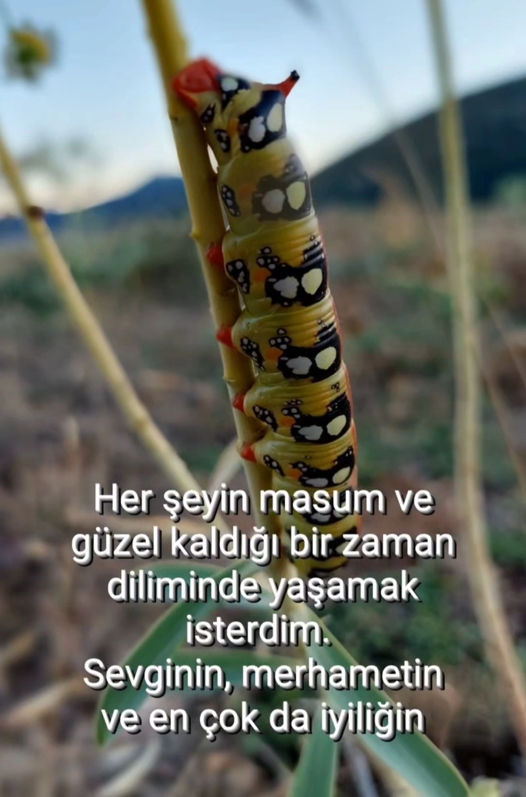 Sessizliğin Işığında Yürüyen Kalpler